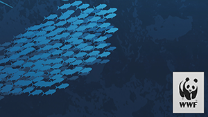 moyenne icone portfolio WWF